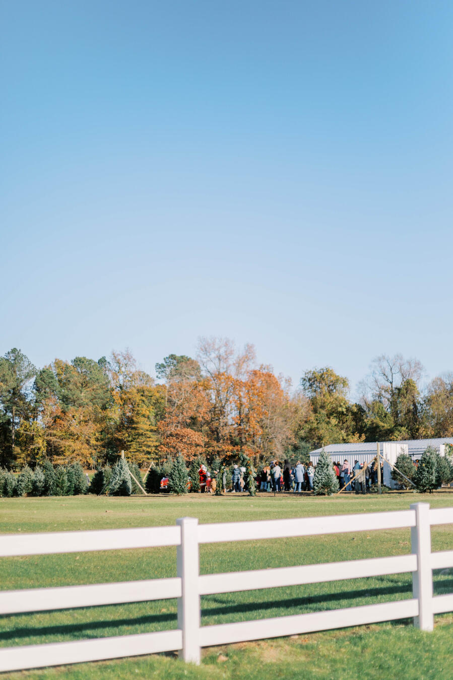 The Farm at Magnolia Acres Christmas Tree Lot Logo