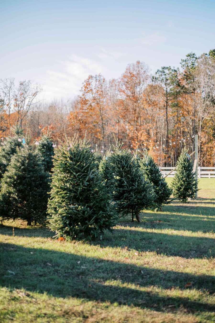 The Farm at Magnolia Acres Christmas Tree Lot Logo